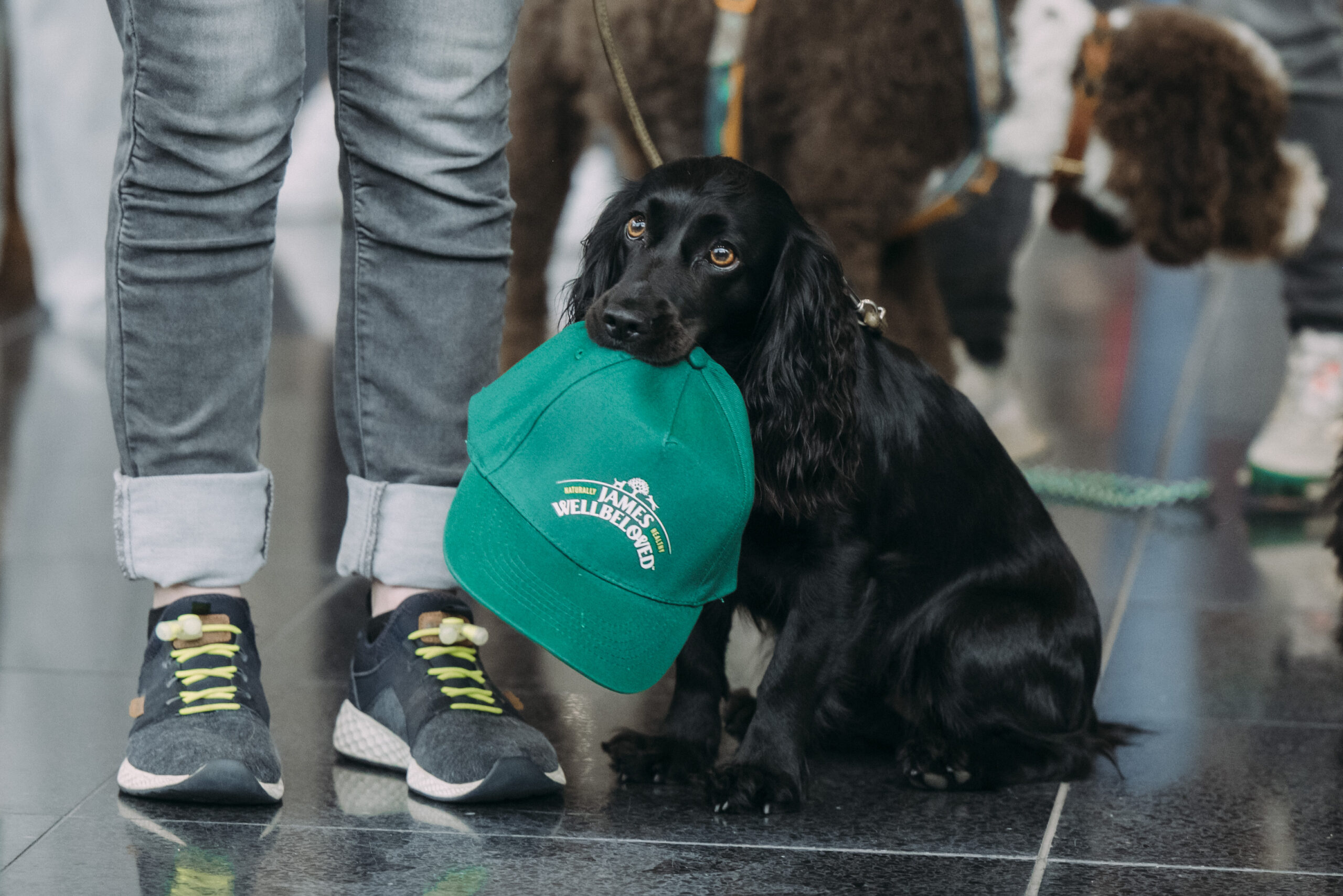 Sitzender Hund beim Rekordversuch